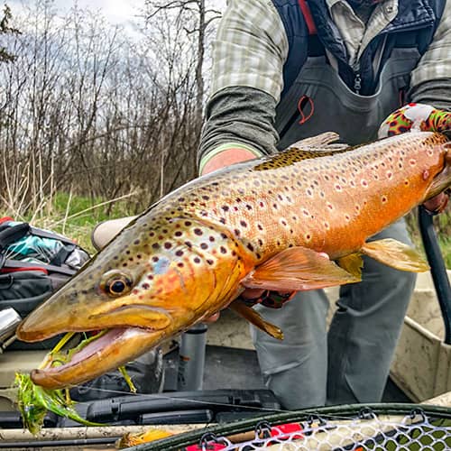 Manistee River Brown Trout